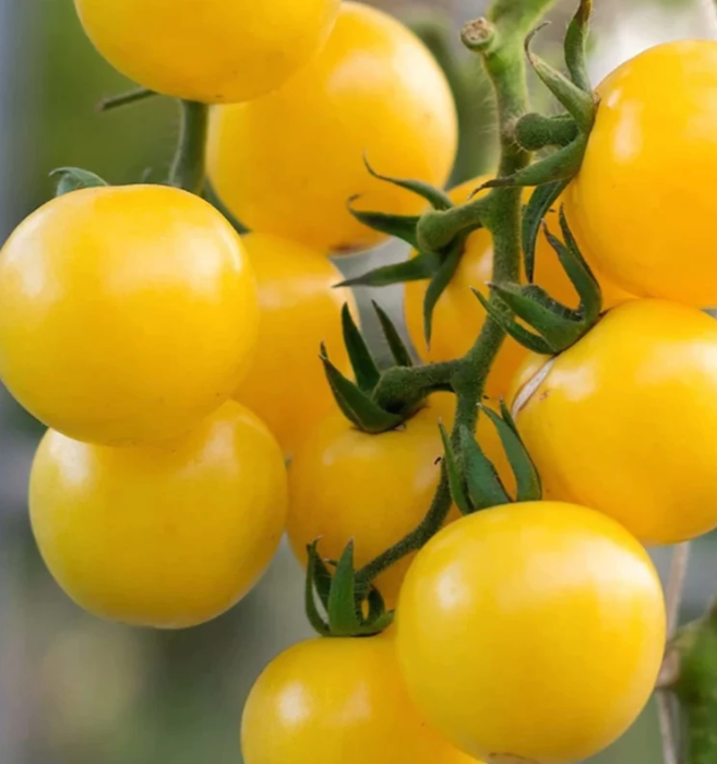 Yellow Cherry Tomato