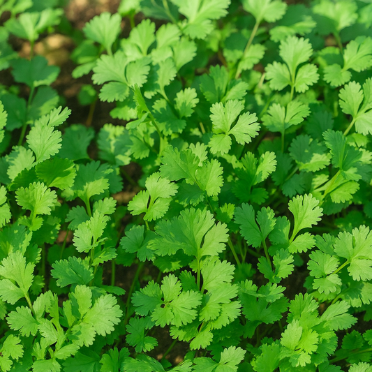 Coriander Leaves (Dhaniya Patta)