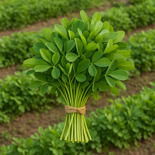 Fenugreek (1 bunch) (Methi)